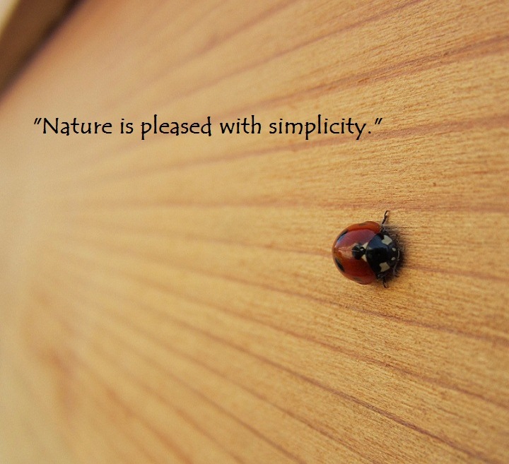A ladybug on the redwood siding of our Tiny House. (Quote by Isaac Newton)